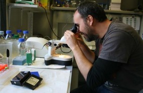 ep investigadorcsic felipe cortes
