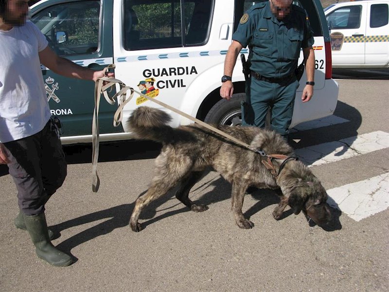 ep perro de raza mastin de 18 meses localizado por la guardia civil ep perro de raza mastin de 18 meses localizado por la guardia civil