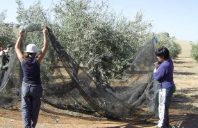ep recogida de aceituna en un olivar