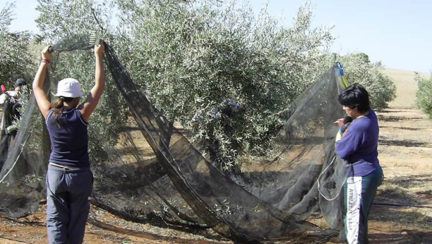 ep recogida de aceituna en un olivar
