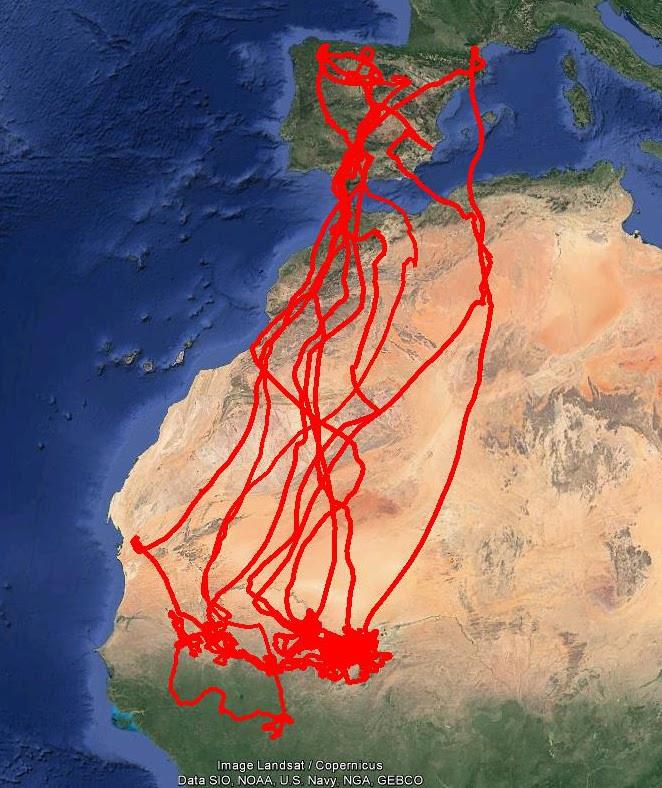 ep rutalos cernicalos primillaespana hasta africa subsahariana