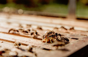 1651217677 plagas de primavera