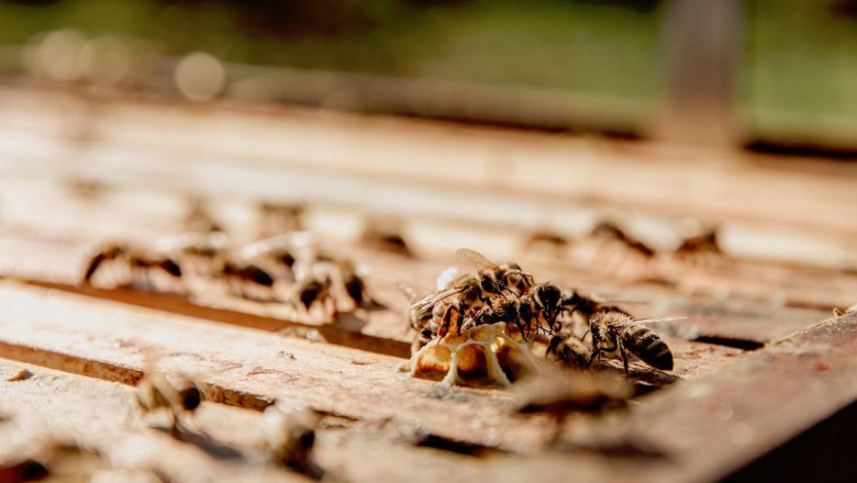 1651217677 plagas de primavera