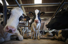 ep archivo   vacas de una ganaderia de lacteo en sabadelle