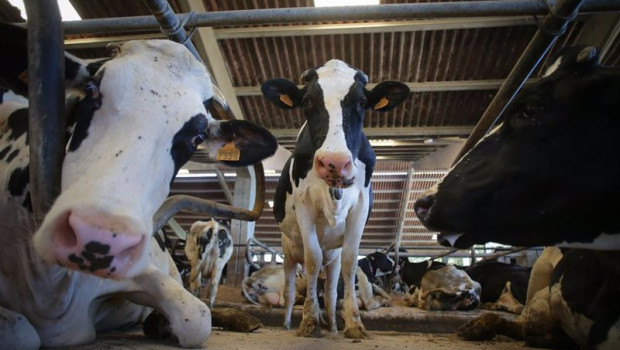 ep archivo   vacas de una ganaderia de lacteo en sabadelle