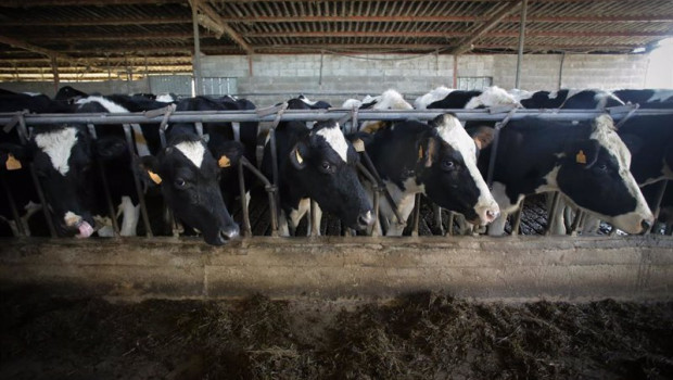 ep archivo   varias vacas durante el ordeno