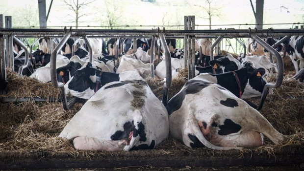 ep archivo   varias vacas tumbadas en la granja lacturale