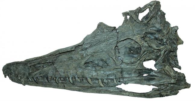 Diandongosuchus fuyuanensis | XIAO-CHUN WU ep diandongosuchus fuyuanensis
