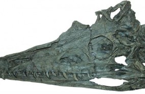 ep diandongosuchus fuyuanensis