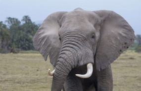 ep elefantela sabana africana comerciomarfil traficoespecies