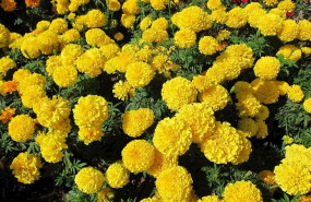 ep imagen de unas flores