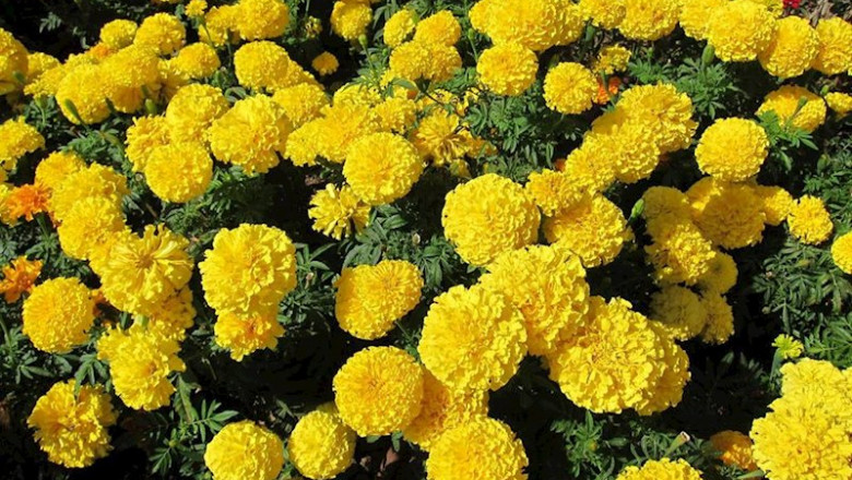 ep imagen de unas flores