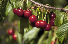 ep la dop cereza del jerte estima una produccion de 10 millones de kilos en el 30 aniversario de su
