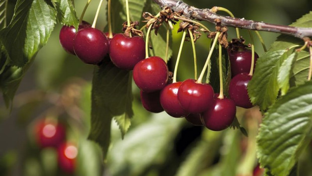 ep la dop cereza del jerte estima una produccion de 10 millones de kilos en el 30 aniversario de su