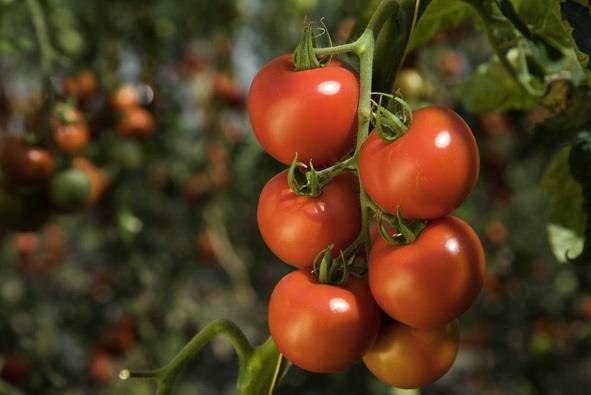 ep tomates 20180612134901