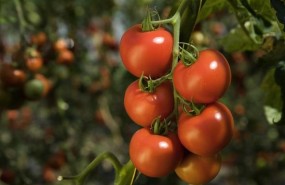 ep tomates 20180612134901