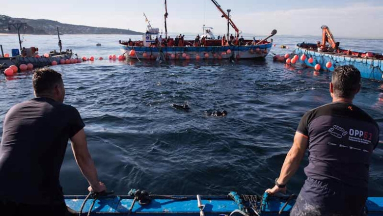 Varios pescadores durante una ‘levantá’ del atún de una de las almadrabas de OPP51. | Juanma Jiménez - Europa Press ep varios pescadores durante una levanta del atun de una de las almadrabas de opp51
