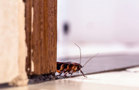 1612514397 cucaracha en interior