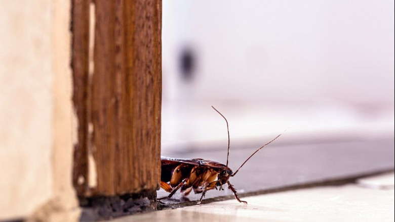 1612514397 cucaracha en interior