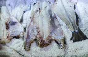 ep archivo   el 8 de mayo de 2019 se coloca bacalao crudo en sal marina en la fabrica de bacalao