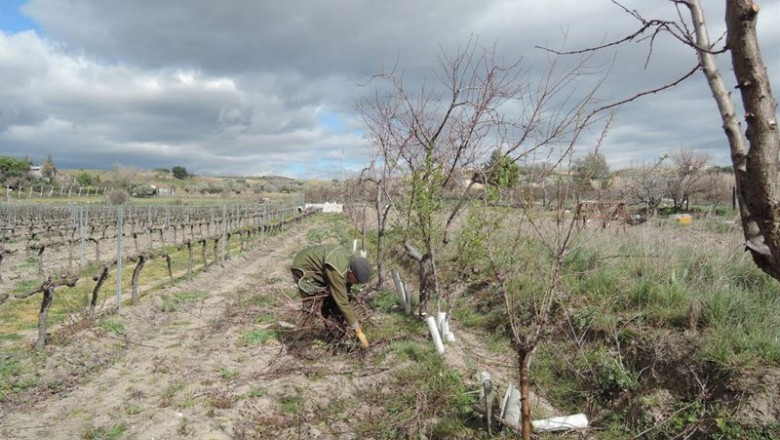 Archivo - Trabajador agrario, | EUROPA PRESS - Archivo ep archivo trabajador agrario