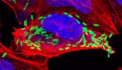 ep la bacteria shigella puede anular la muerte celular programada estableciendo asi un nicho para