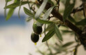 ep la estimacion de la cosecha de aceite de oliva en espana desciende un 25 con 136 millones de ep la estimacion de la cosecha de aceite de oliva en espana desciende un 25 con 136 millones de