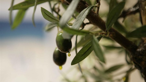 ep la estimacion de la cosecha de aceite de oliva en espana desciende un 25 con 136 millones de
