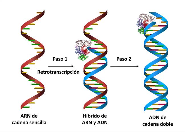 ep la sintesisadnpartela retrotranscriptasavih