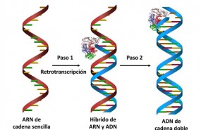 ep la sintesisadnpartela retrotranscriptasavih
