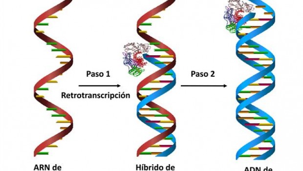 ep la sintesisadnpartela retrotranscriptasavih