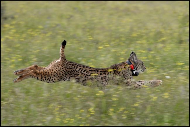 Lince en el centro de cría en cautividad El Acebuche. | EUROPA PRESS/MAPAMA ep lincecentrocriacautividadacebuche