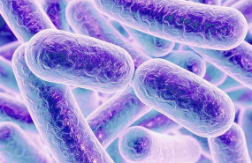 ep microbiota microbioma intestinal 20190402181510