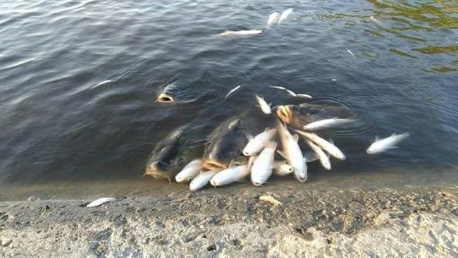 ep peces muertosguadalquivirvertidoorujo