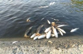 ep peces muertosguadalquivirvertidoorujo