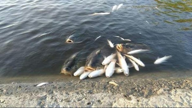 ep peces muertosguadalquivirvertidoorujo