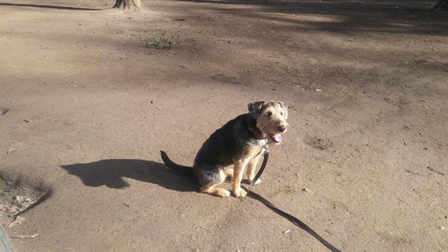 ep perro 20180528115302