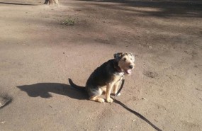 ep perro 20180528115302