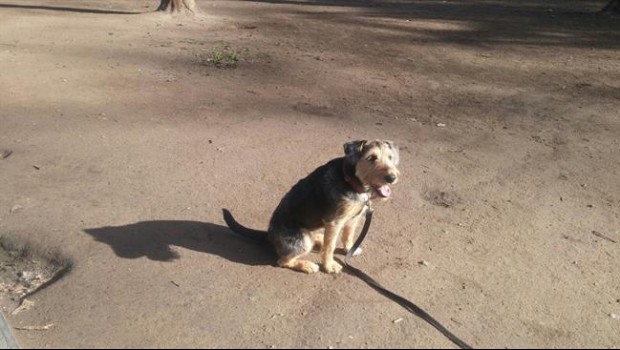 ep perro 20180528115302