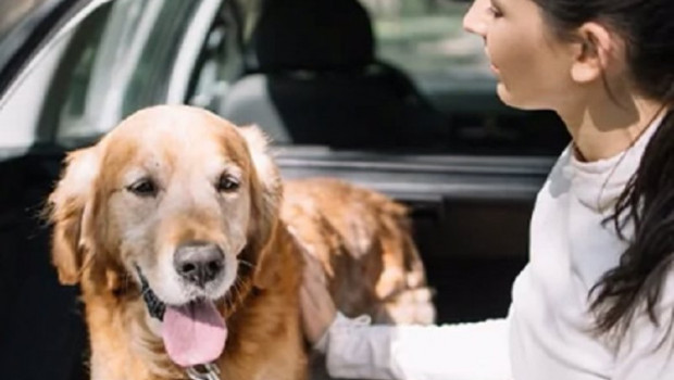 ep perro en un coche