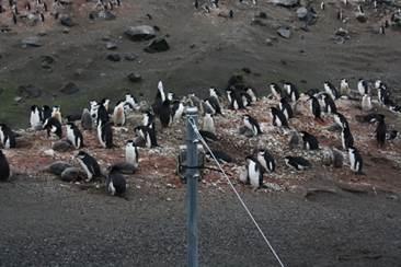 ep una camara observacoloniapinguino barbijo pygoscelis antarcticus
