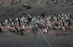 ep una camara observacoloniapinguino barbijo pygoscelis antarcticus