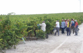 ep vendimia en vinedos del marco montilla moriles ep vendimia en vinedos del marco montilla moriles
