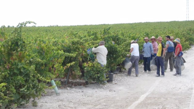 ep vendimia en vinedos del marco montilla moriles