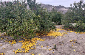 ep archivo   limoneros