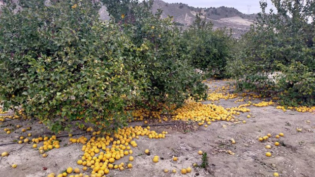 ep archivo   limoneros