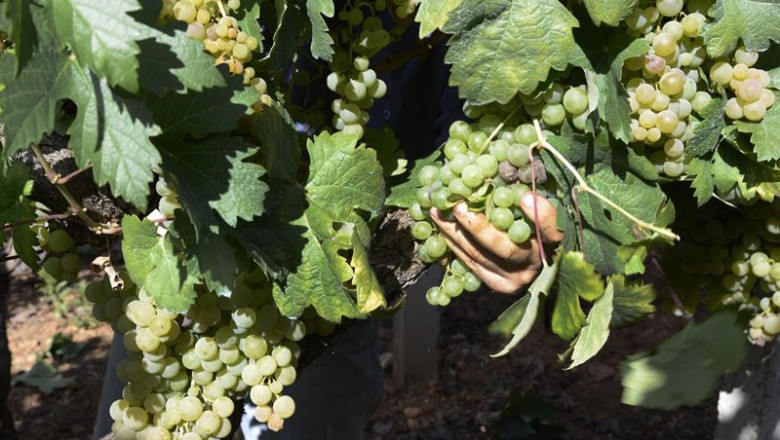ep archivo vendimia y carga de uvas en contenedor en una de las vinas que abastecen a una bodega ep archivo vendimia y carga de uvas en contenedor en una de las vinas que abastecen a una bodega