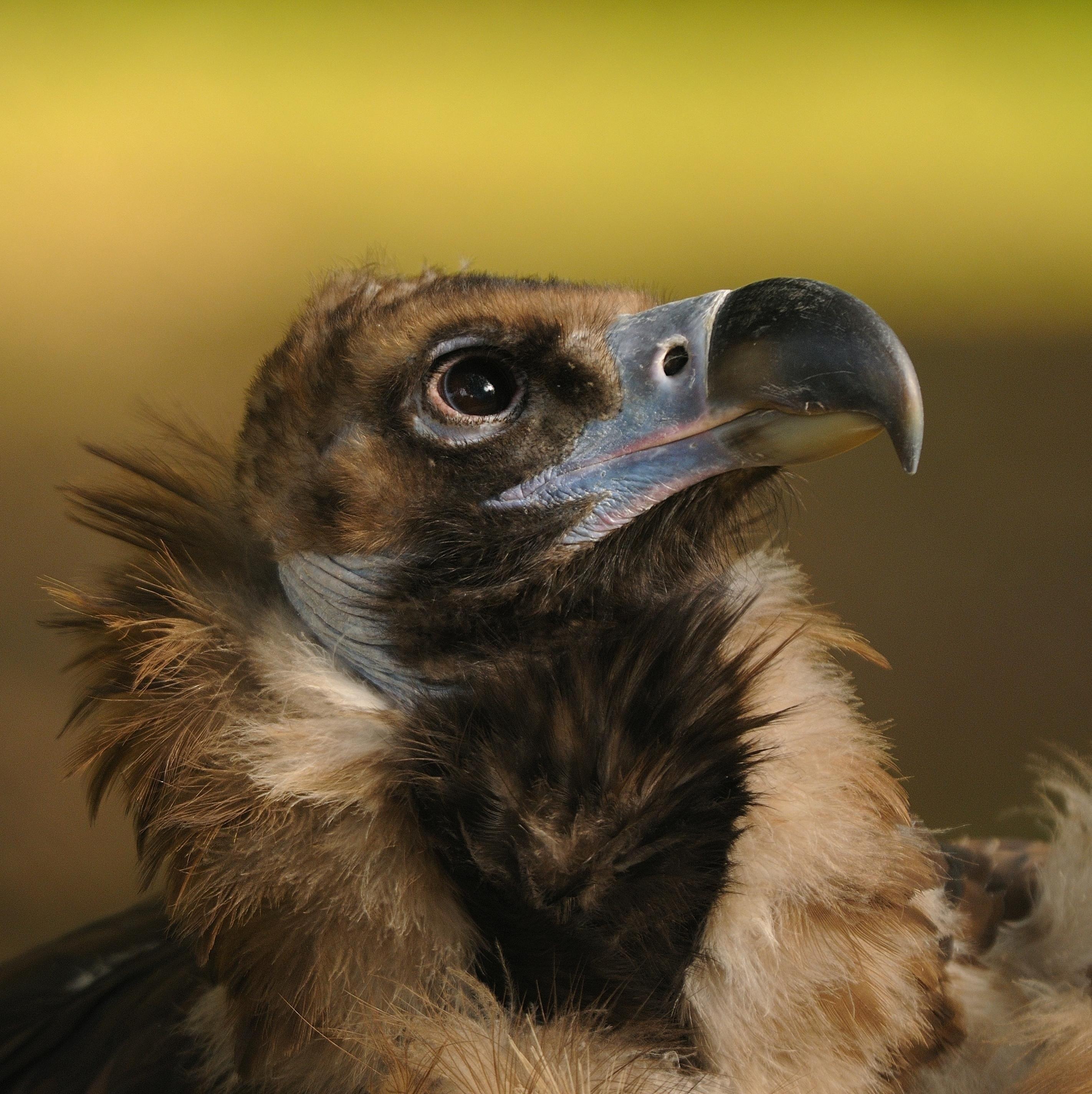 Buitre negro | JUAN BÉCARES, SEO/BIRDLIFE ep buitre negro