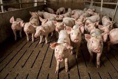 ep lechonesuna granja piglets farming