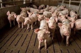ep lechonesuna granja piglets farming ep lechonesuna granja piglets farming